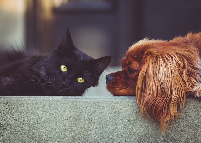 Ranch Docs Dog+Cat Services Picture