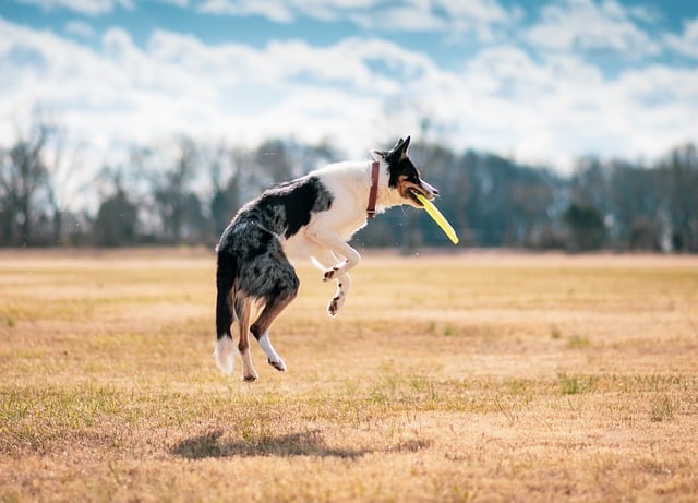 Happy, healthy pet