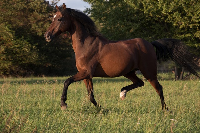 Ranch Docs Equine Services Picture