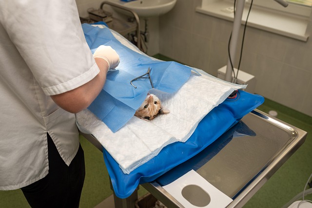 Doctor performing orthopedic surgery