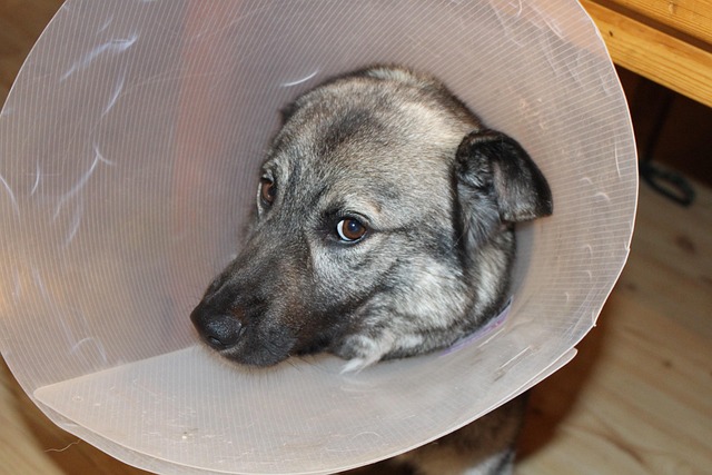 Dog Post-Op